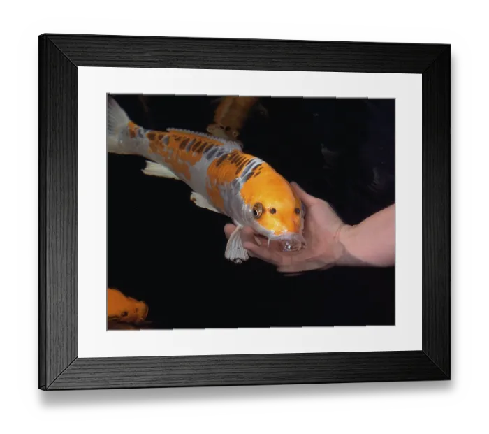 Framed Print : Koi, Koi carp being stroked, Kujyaku koi Framed Print : Koi, Koi carp being stroked, Kujyaku koi