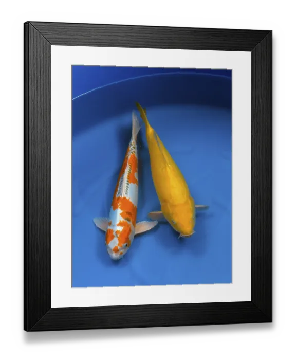 Framed Print : Koi, koi carp, kujyaku koi, ogon koi Framed Print : Koi, koi carp, kujyaku koi, ogon koi