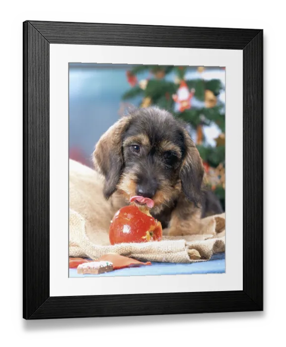 Framed Print : Wirehaired Dachshund with apple Framed Print : Wirehaired Dachshund with apple
