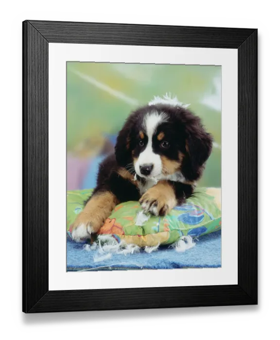 Framed Print : Bernese Mountain Dog, Puppy Destroying Pillow
