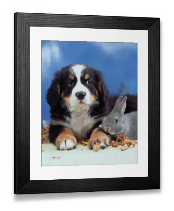 Framed Print : Bernese Mountain Dog, puppy, and Domestic Rabbit Framed Print : Bernese Mountain Dog, puppy, and Domestic Rabbit