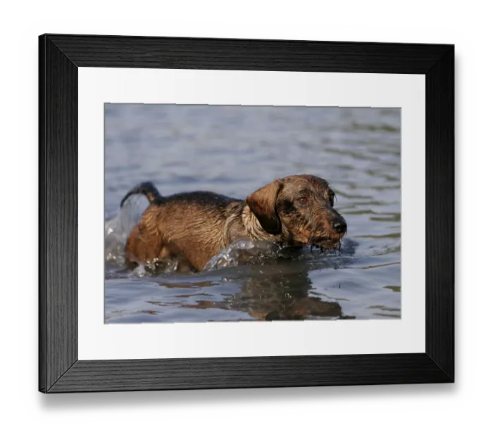 Framed Print : Wire-haired Dachshund
