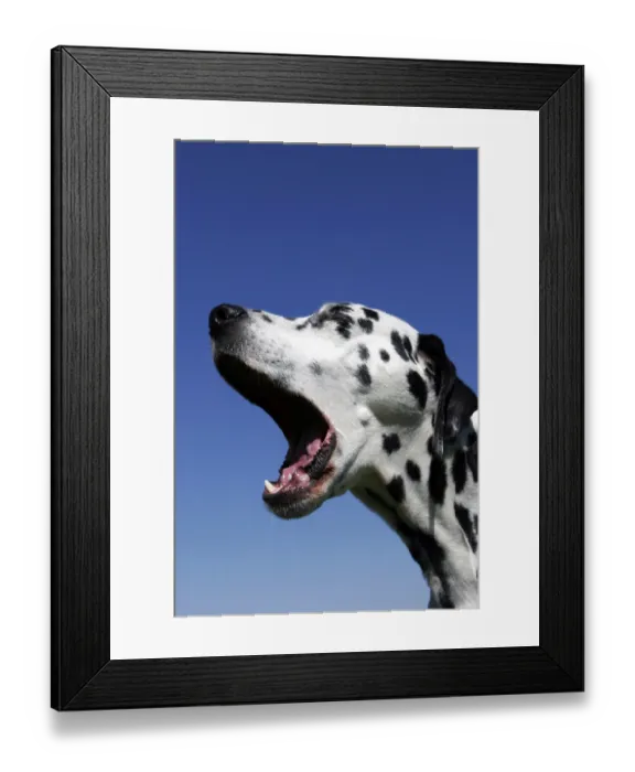 Framed Print : Dalmatian Framed Print : Dalmatian