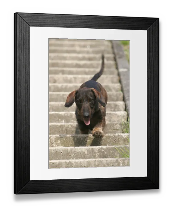 Framed Print : Rough-haired dachshund runs down stairs Framed Print : Rough-haired dachshund runs down stairs