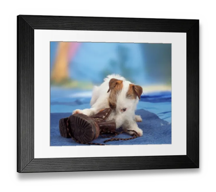 Framed Print : Parson Jack Russell Terrier with Shoe