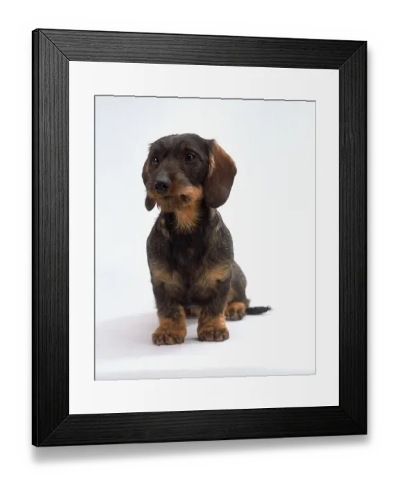 Framed Print : Wire-haired Dachshund Framed Print : Wire-haired Dachshund