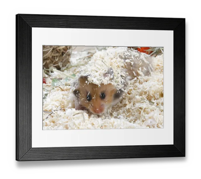 Framed Print : Golden hamster (Mesocricetus auratus) digging