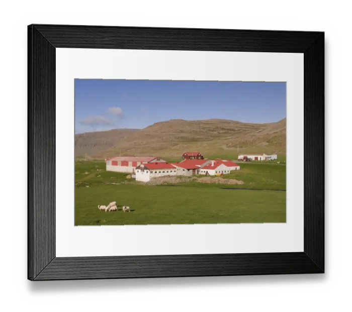 Framed Print : Farm with fields and sheep, Patreksfjoerdur