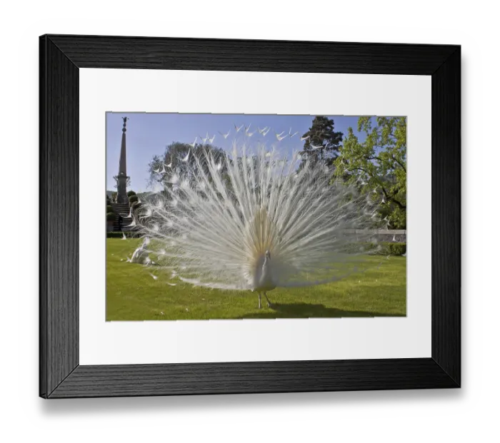 Framed Print : Peacock, male, white, Palazzo Borromeo Framed Print : Peacock, male, white, Palazzo Borromeo