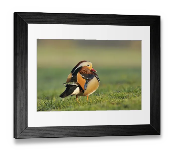 Framed Print : Mandarin duck (Aix galericulata) Framed Print : Mandarin duck (Aix galericulata)