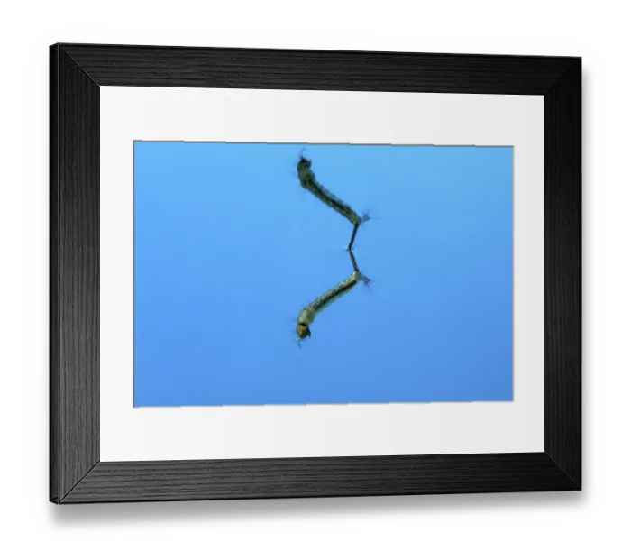 Framed Print : House Gnat larva, common (Culex pipiens) mosquito larva