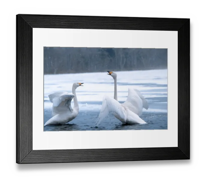 Framed Print : Whooper Swans (Cygnus cygnus), pair