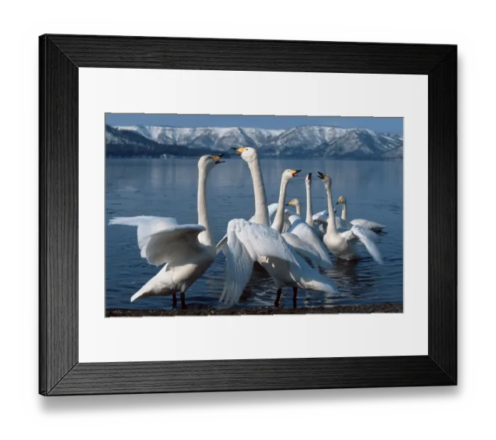 Framed Print : Wintering Whooper Swans (Cygnus cygnus)