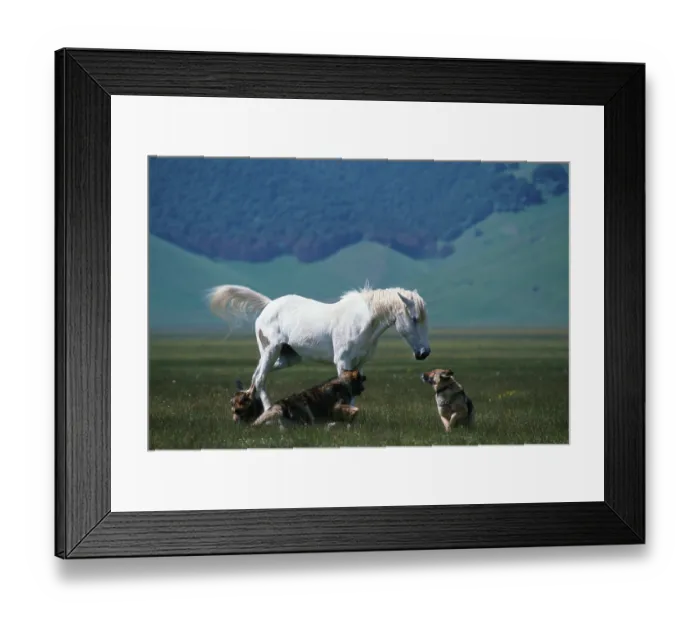 Framed Print : Horse and dogs, Piano Grande plateau