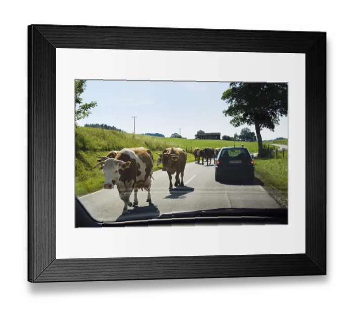 Framed Print : Domestic cattle, cows on country road