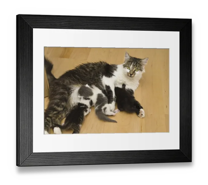Framed Print : Domestic cat suckles kitten