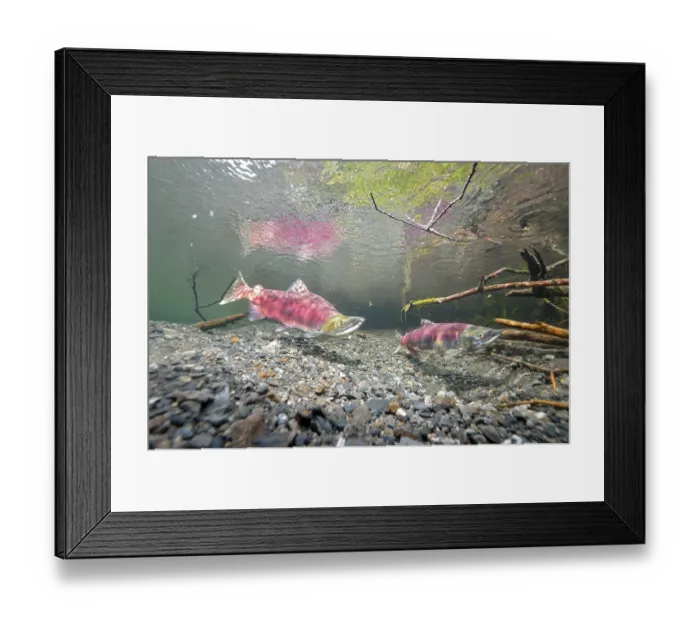 Framed Print : Sockeye Salmon, Redeye Salmon or Blueback Salmon (Oncorhynchus nerka) Framed Print : Sockeye Salmon, Redeye Salmon or Blueback Salmon (Oncorhynchus nerka)