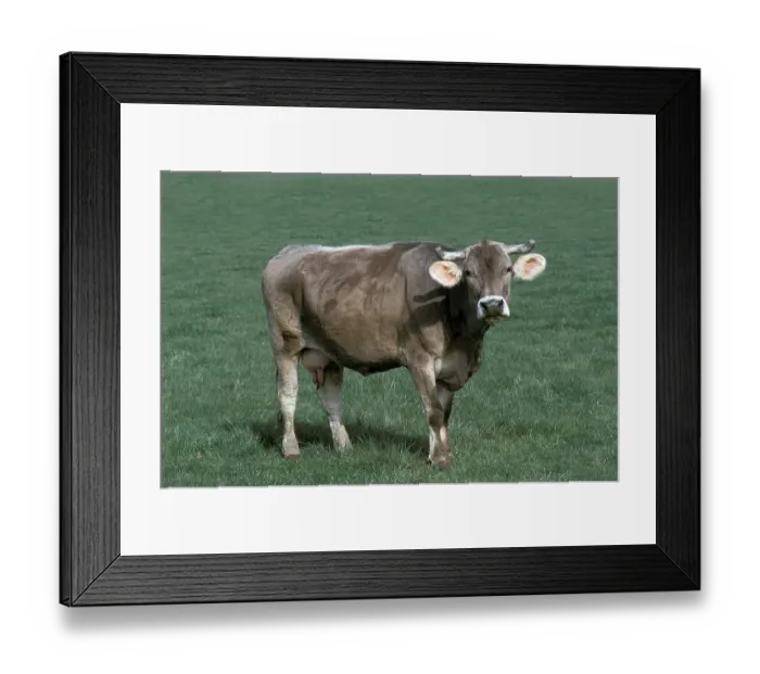 Framed Print : Brune des Alpes cow, a French breed of cattle Framed Print : Brune des Alpes cow, a French breed of cattle