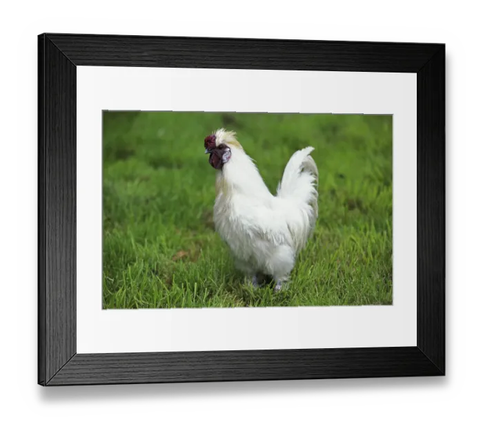 Framed Print : Domestic fowl called Negre Soie