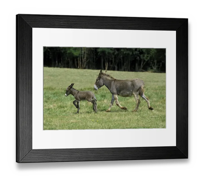 Framed Print : French grey donkey, female with foal trotting through meadow