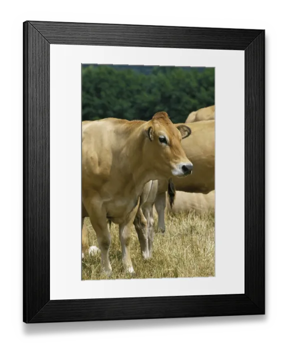 Framed Print : Parthenaise cattle, a French breed, cow