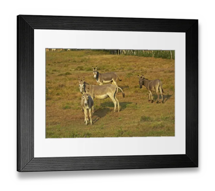 Framed Print : Domesticated donkeys, Los Lianos in Venezuela