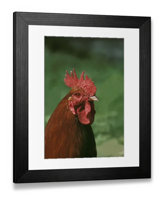 Framed Print : Rhode Island Cock, Portrait of a Cock Framed Print : Rhode Island Cock, Portrait of a Cock