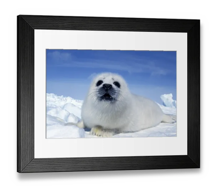 Framed Print : Harp seal (pagophilus groenlandicus)