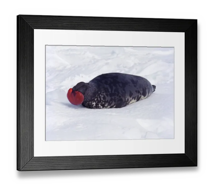 Framed Print : Hooded Seal (cystophora cristata) Framed Print : Hooded Seal (cystophora cristata)