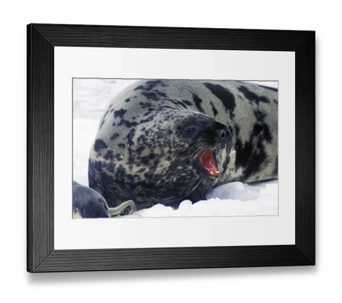 Framed Print : Hooded seal (Cystophora cristata)
