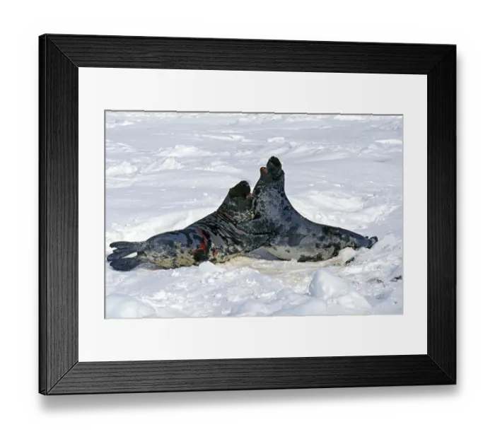 Framed Print : Hooded seal (Cystophora cristata)