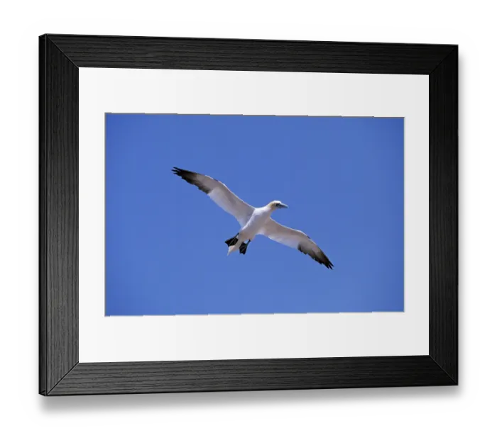 Framed Print : Northern gannet (sula bassana)