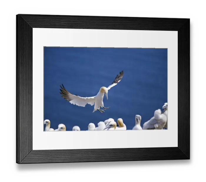 Framed Print : NORTHERN northern gannet (sula bassana)