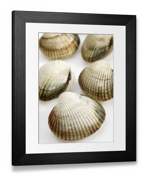 Framed Print : Common Cockle (cerastoderma edule) against White Background Framed Print : Common Cockle (cerastoderma edule) against White Background