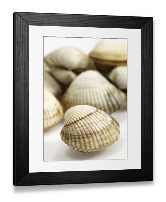 Framed Print : Common Cockle (cerastoderma edule) Framed Print : Common Cockle (cerastoderma edule)