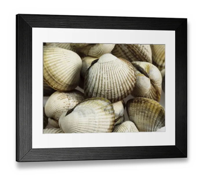 Framed Print : Common Cockle (cerastoderma edule) Framed Print : Common Cockle (cerastoderma edule)
