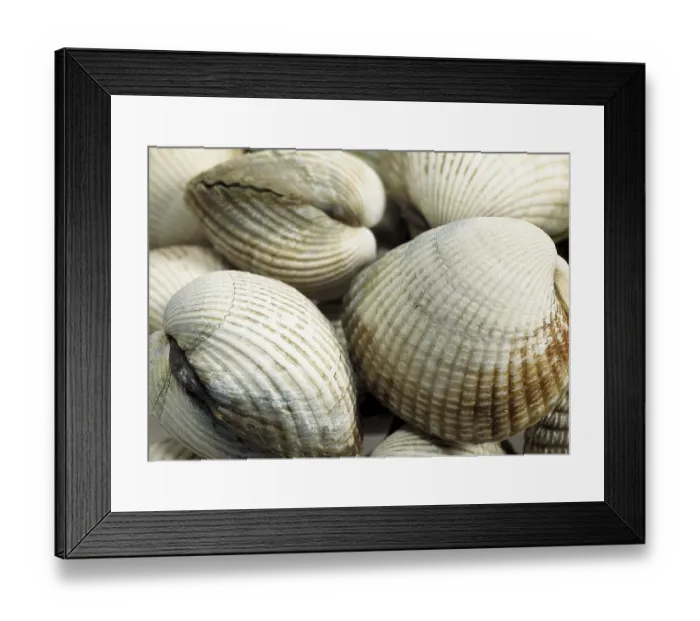 Framed Print : Common Cockle (cerastoderma edule), Fresh Shells Framed Print : Common Cockle (cerastoderma edule), Fresh Shells
