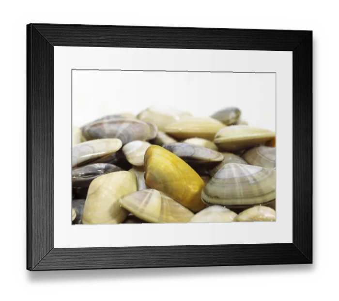 Framed Print : Wedge mussel, donax trunculus, mussels against a white background