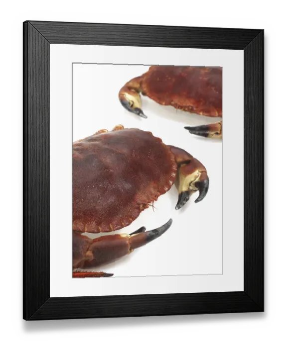 Framed Print : Edible crab, crayfish (pagurus) Framed Print : Edible crab, crayfish (pagurus)