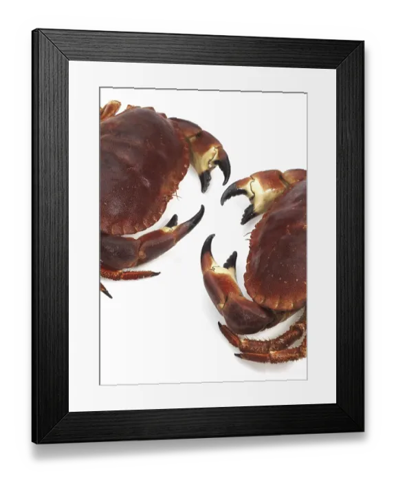 Framed Print : Edible crab, crayfish (pagurus)