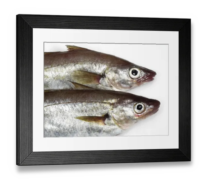 Framed Print : Whiting, merlangius merlangus, fresh fish against a white background