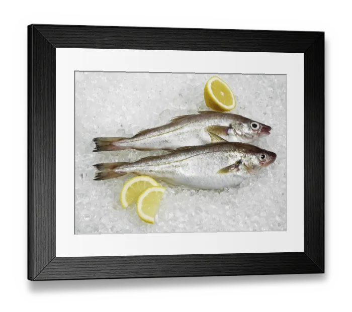 Framed Print : Fresh whiting, merlangius merlangus