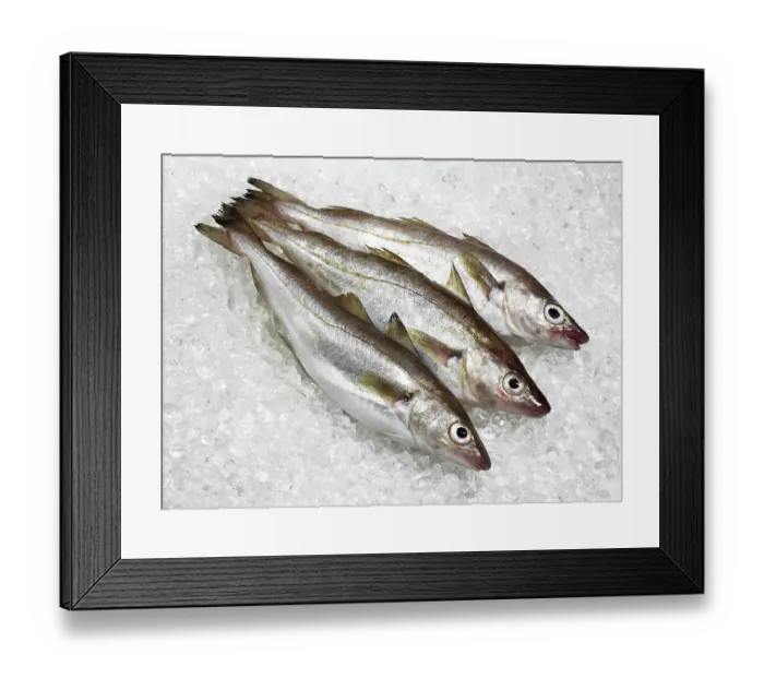 Framed Print : Whiting, Whiting, Merlan, Merlande