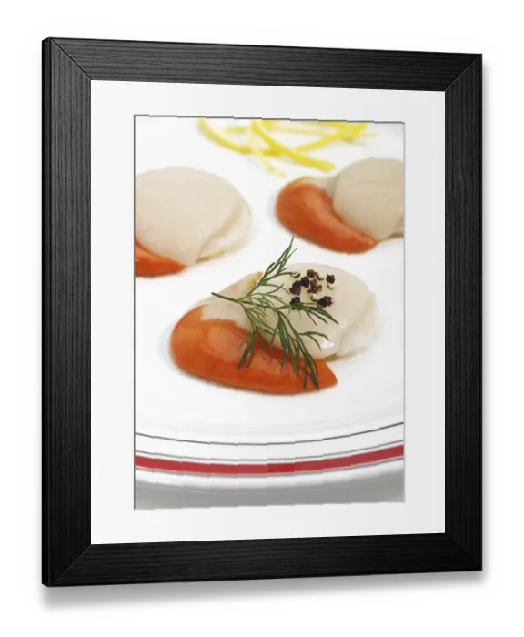 Framed Print : Large pilgrim mussel, great scallops (pecten maximus)