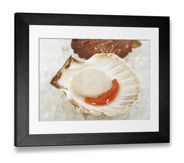 Framed Print : Fresh Scallops (pecten maximus) on Ice Framed Print : Fresh Scallops (pecten maximus) on Ice