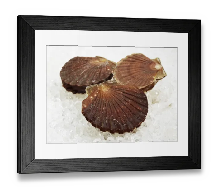 Framed Print : Fresh Scallops (pecten maximus) on Ice