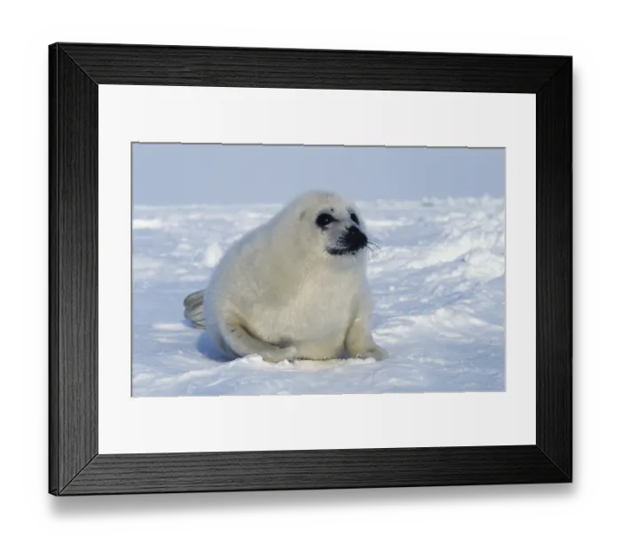 Framed Print : Harp Seal (pagophilus groenlandicus)