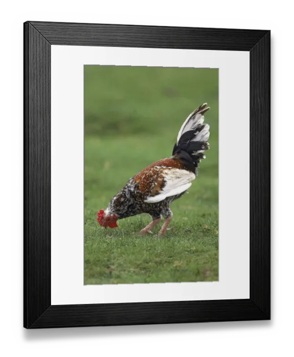 Framed Print : DOMESTIC COCK, ADULT EATING