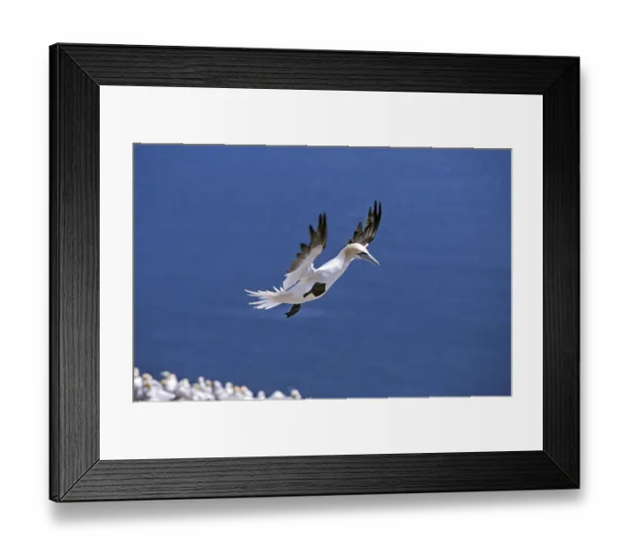 Framed Print : Northern Gannet (sula bassana)
