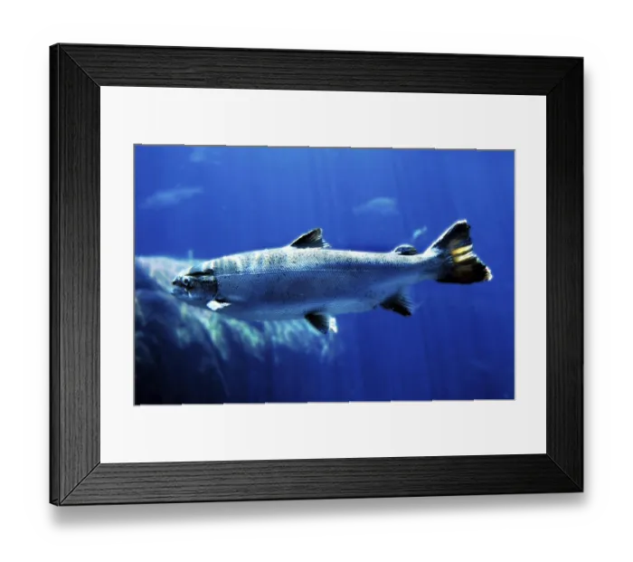 Framed Print : ATLANTIC SALMON (salmo salar), QUEBEC CANADA